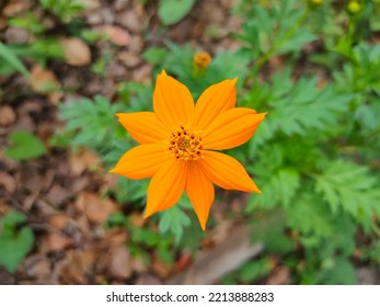 Modestly Blooming Small Orange Flowers