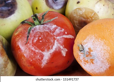 modly fruits