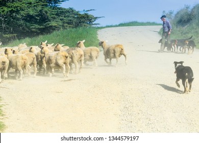 MOERAKI NEW ZEALAND - OCTOBER 23 ; Through Dust And Haze Kicked Up A Farmer Following With Sheep Dogs Moves A Flock Of Sheep Along Country Road October 23 2018 Moeraki New Zealand