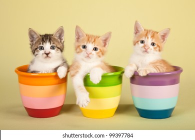 Moggie kittens sitting in colorful pots on green background - Shutterstock ID 99397784