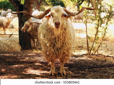 Mohair Goat