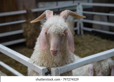 Mohair Goat - Angora Goat In Farm