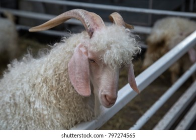 Mohair Goat - Angora Goat In Farm