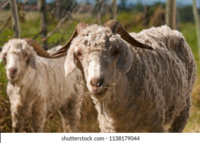 Mohair Goat With A Shorn Coat