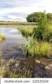 Mohawk River Marshland Near Niskayuna, New York