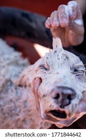 Mohican Hairstyle In Soaped Dog