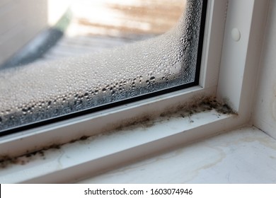 Moist Mold And Fungus In Window Rotting Away Frame