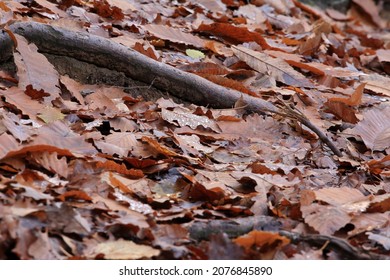 Moist Soil Covered With Autumn Leaves.