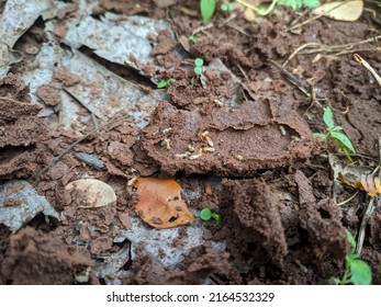 Moist Soil That Becomes A Termite Nest