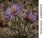 The Mojave Aster is a flowering shrub native to the Mojave Desert, though it can also be found in the Sonoran and Great Basin Deserts. It has beautiful lavender or purple flowers and can grow up to 30