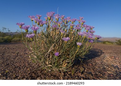 Mojave aster plant and flowers shown in Death Valley National Park.