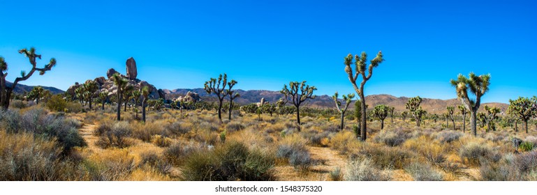 Mojave Autumn High Desert Vista