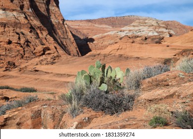 Mojave Cactus, Snow Canyon State Park, Utah