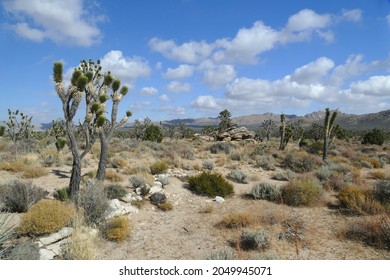 Mojave Desert landscape with Joshua Trees and rocks, California, United States