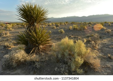 Mojave Desert Landscape Pahrump, Nevada, USA