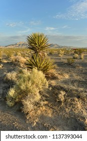 Mojave Desert Landscape Pahrump, Nevada, USA