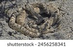 Mojave Desert Sidewinder, Crotalus cerastes cerastes, also called horned rattlesnake or sidewinder rattlesnake. This is a pair of mating venomous pit vipers found in Joshua Tree National Park. 