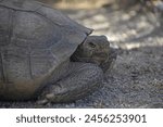 Mojave Desert Tortoise, Gopherus agassizii. Seen in the Cottonwood region of Joshua Tree National Park, in the zone between the Mojave and Sonoran deserts. This is the official state reptile of CA.