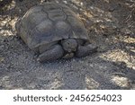 Mojave Desert Tortoise, Gopherus agassizii. Seen in the Cottonwood region of Joshua Tree National Park, in the zone between the Mojave and Sonoran deserts. This is the official state reptile of CA.