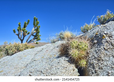 Mojave dessert plants - cactus in rock and Joshua tree in the background over blue sky. Mojave flora, Arizona.