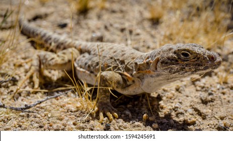 Mojave Fringe-toed Lizard In The Mojave Desert, USA