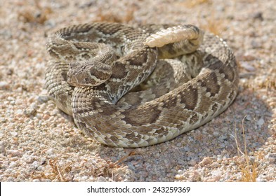 61 Mojave Green Rattlesnake Images, Stock Photos & Vectors | Shutterstock