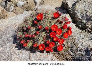 Mojave Mound Cactus in Bloom