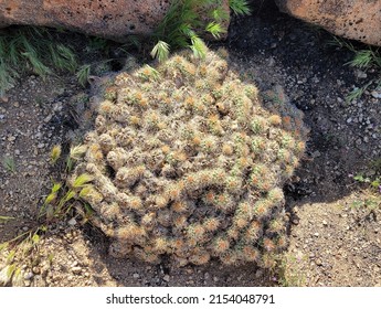 Mojave mound cactus, Mojave National Preserve. 