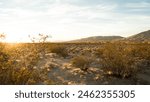 Mojave National Preserve in California Desert