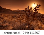 Mojave National Preserve, Granite Mountains in background, California, United States of America, North America