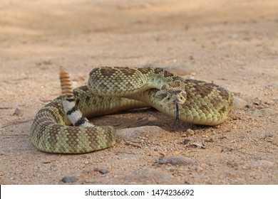 Mojave Rattlesnake in Arizona (Crotalus scutulatus)