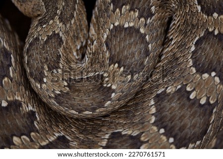 Similar – Image, Stock Photo beautiful pattern of meadow viper