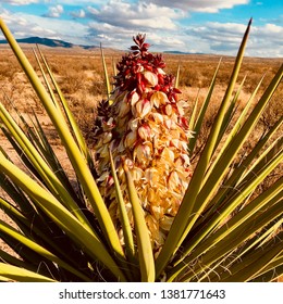 Mojave Yucca In Chihuahua Desert West Texas