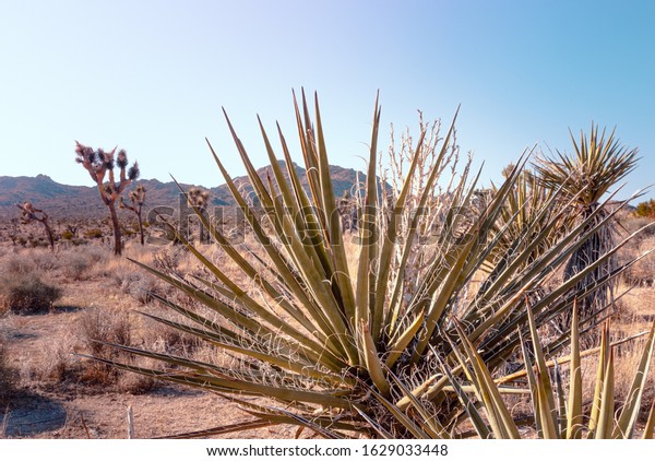 Mojave Yucca Plants Yucca Schidigera Desert Stock Photo Edit Now 1629033448