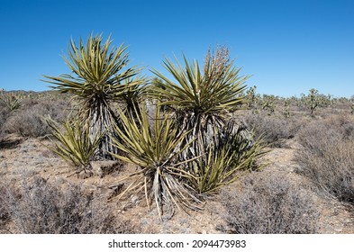 Mojave Yucca (Yucca schidigera) is a large succulent shrub that grows with other Yucca species in Wee Thump Joshua Tree Wilderness Area, Clark County, Nevada
