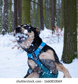 Moje psí modelka a nejlepší kamarádka - Teyla (amstaff) - Shutterstock ID 1660810069