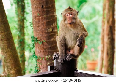 Mokey Sit On Tree Stump Stock Photo 1643940115 | Shutterstock