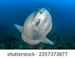 Mola Mola or sunfish in a clenning station