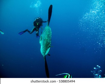 Mola mola sunfish with diver next to it