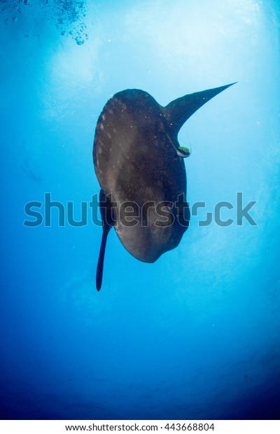 mola mola coupon