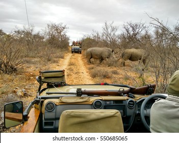 MOLABETSI, SOUTH AFRICA 14 SEPTEMBER 2016, Rhino from Safari vehicel in Kruger National Park in Africa on 14 September 2016