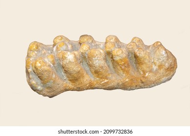 The molar of the Auvergne mastodon (Latin Anancus arvernensis) The Neogene period is yellow on an isolated white background. Paleontology marine animal fossils.