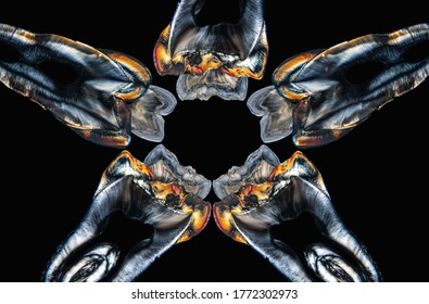 Molar And Premolar Normal And With Cross Polarization