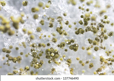 Mold background. Macro shot of mold. Mold spores in agar-agar. A mold or mould  is a fungus that grows in the form of multicellular filaments. Aspergillus is a one of a few hundred mold species.