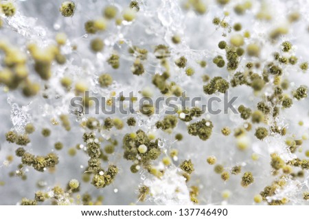 Mold background. Macro shot of mold. Mold spores in agar-agar. A mold or mould  is a fungus that grows in the form of multicellular filaments. Aspergillus is a one of a few hundred mold species.