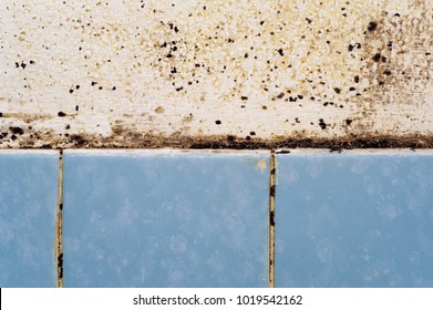 Mold In The Bathroom