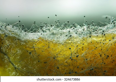 Mold. Beautiful mold. Mold spores, macro. Mould light, yellow, transparent
