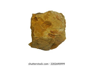 A Mold Of Brachiopod Fossil Rock In The Permian Period Isolated On White Background.