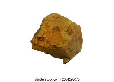 A Mold Of Brachiopod Fossil Rock In The Permian Period Isolated On White Background.