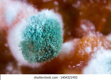 Mold close-up macro. Moldy fungus on food. Fluffy spores mold as a background or texture. Mold fungus. Abstract background with copy space. 
